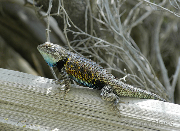 Blue Belly