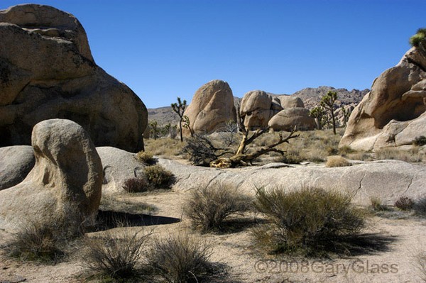 Joshua Tree Landscape