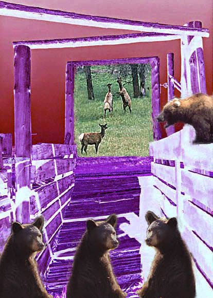Do Bears Dream?