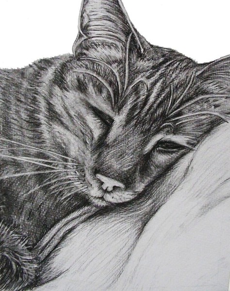 Cuddles