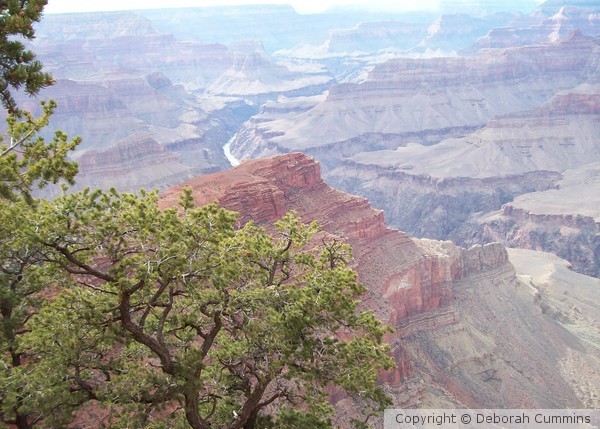 Grand Canyon Tree