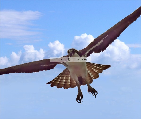 Osprey watching You 2168