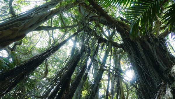 lord howe island 