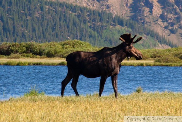 Moose