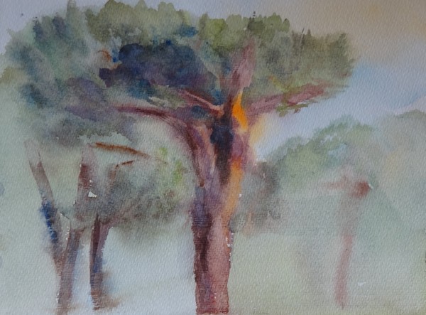 Trees from Provance
