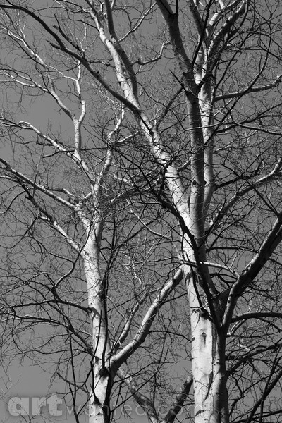 Two trees