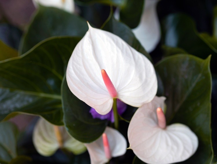 White Anthurium in Bloom