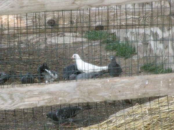 Sole White Pidgeon