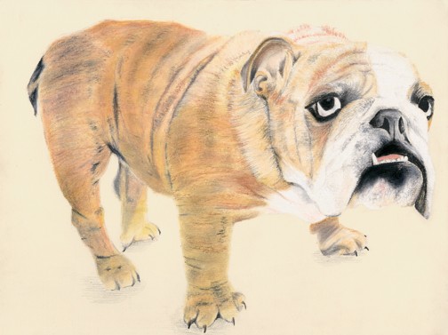 Dog Pet Portrait