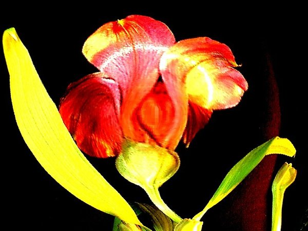 FlowerPhoto