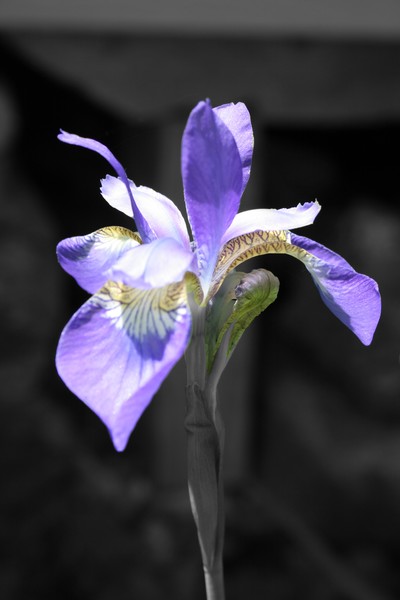 Wild Iris