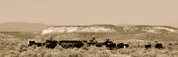 Cattle round up