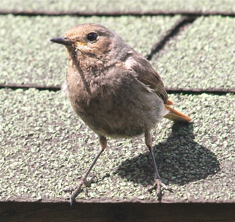 redstart