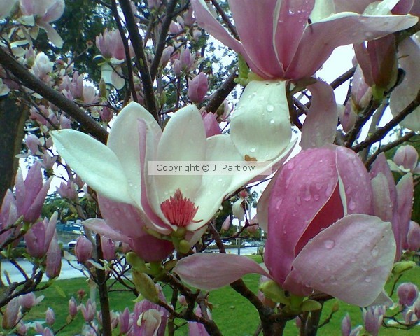 white pink's family 