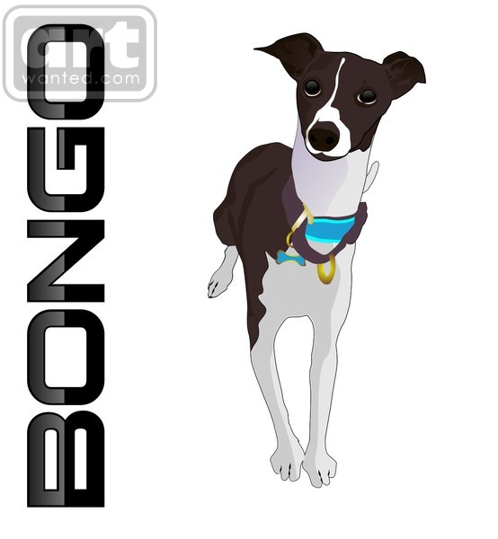 bongo