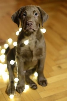 puppies (33)