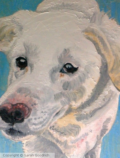 Mikey Dog