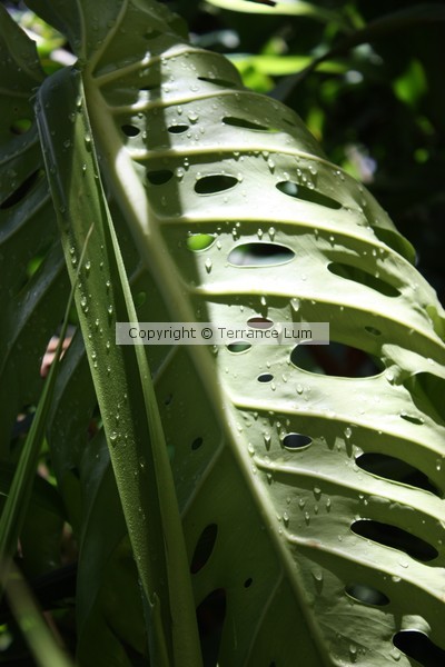 Monstera in the Morning