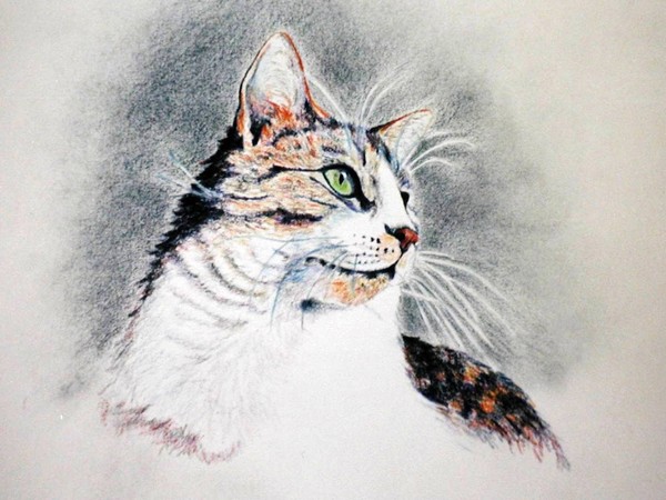 Calico Study