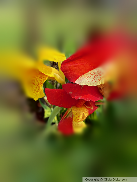 Yellow Red Floral