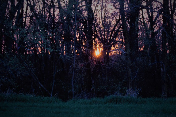 Sun Peeking through the trees
