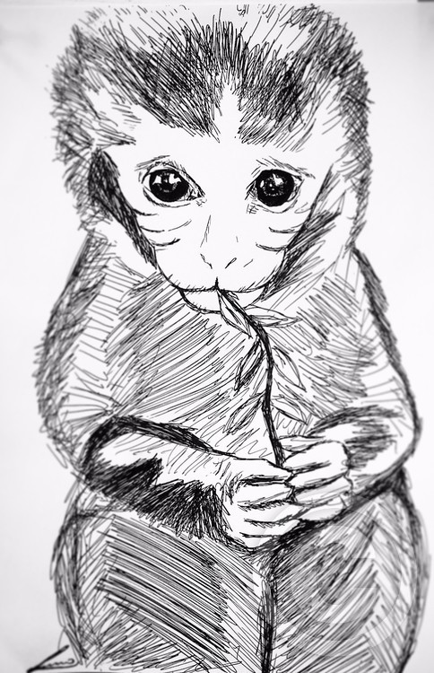 monkey