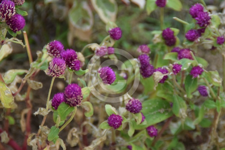 Malaysian Flowers