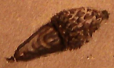 Chestnut Oak Acorn Drawing