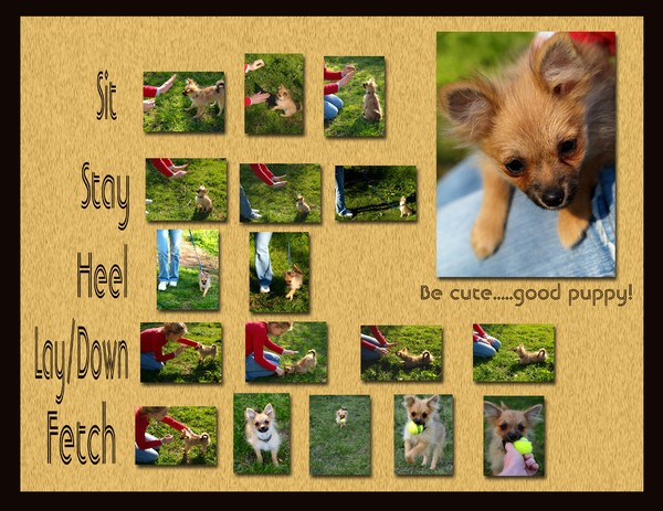 Puppy Instruction