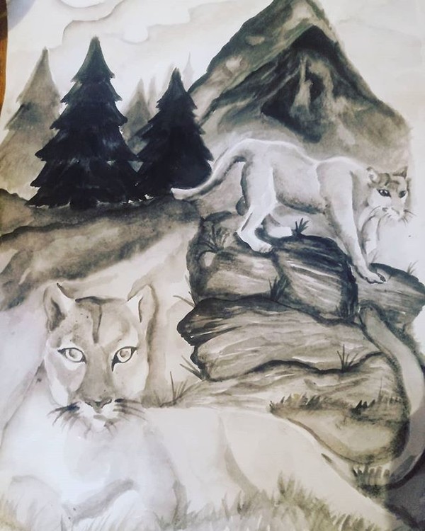 Pumas 