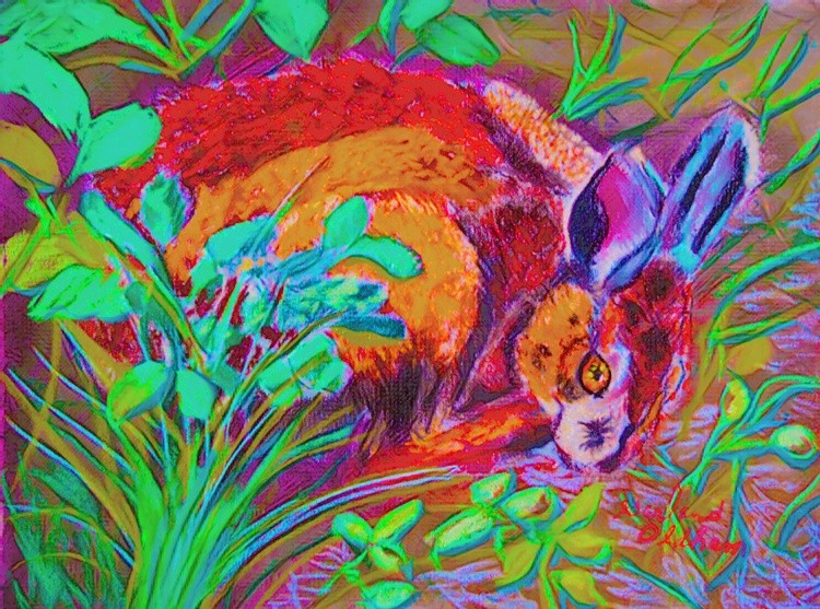 AW 0924 HARE COLOR PENCIL