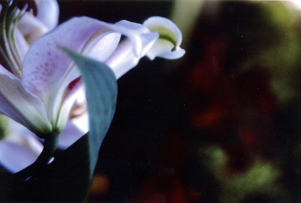 close-up
