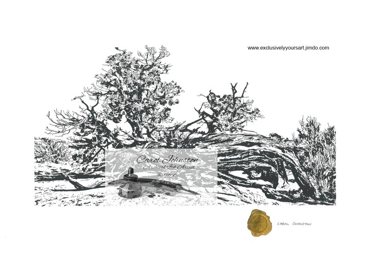 CJ Tree driftwood
