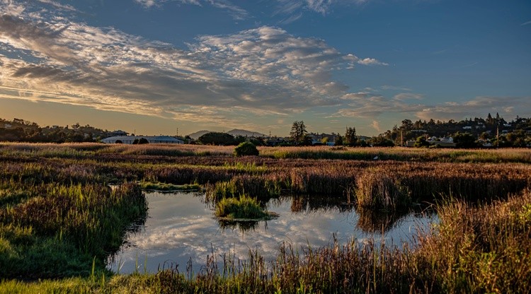 Shoreline Trail Pond - April 5  2026