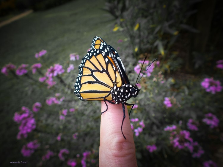 Hello Friend
