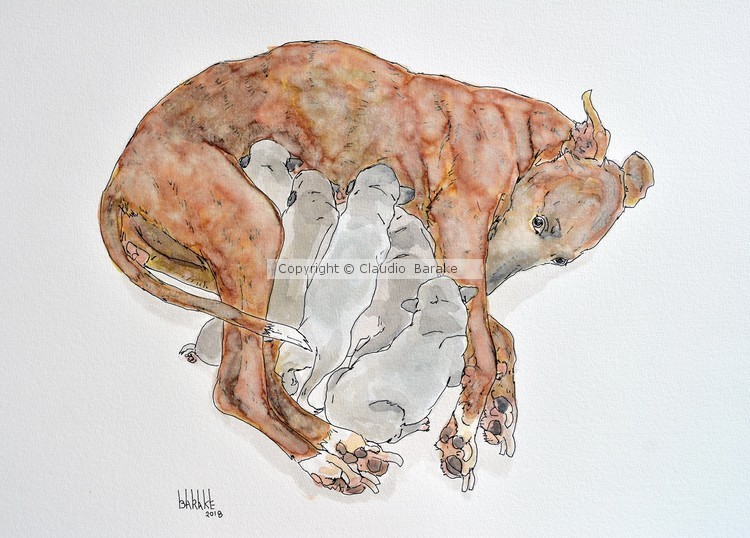 WHIPPET MATERNITY II
