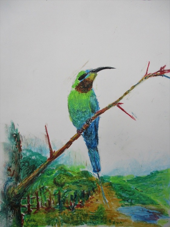 Blue-tailed bee-eater