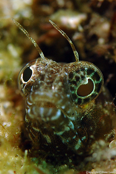 Female Sailfin Blenny