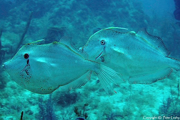 Orange Filefish
