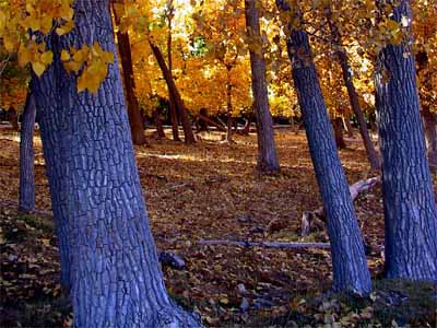 Autumn in Blue