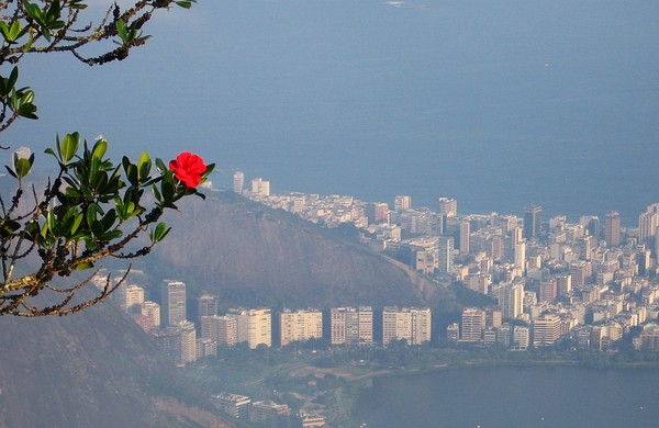 The flower and the city
