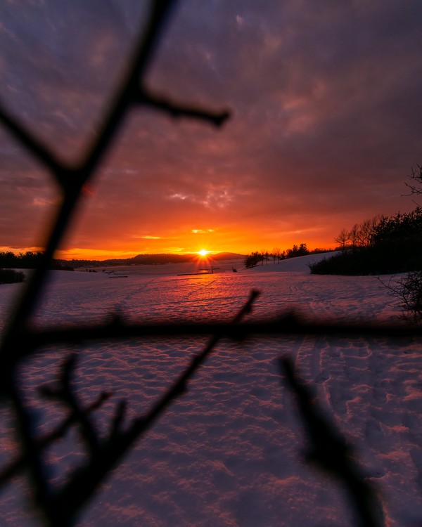 Sunset through branches