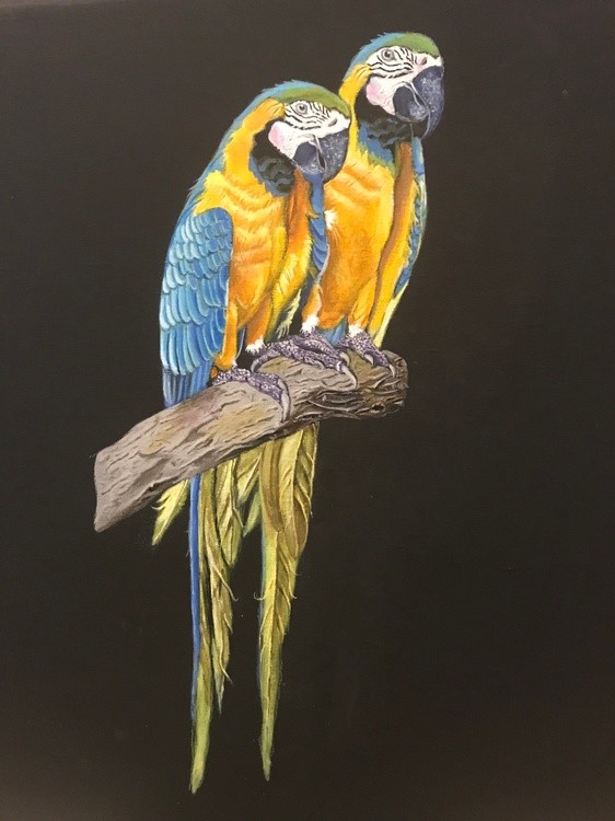 MACAWS