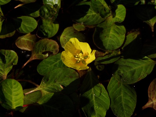 Yellow Water Lily
