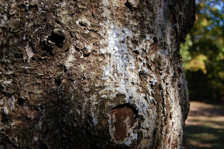 Sap