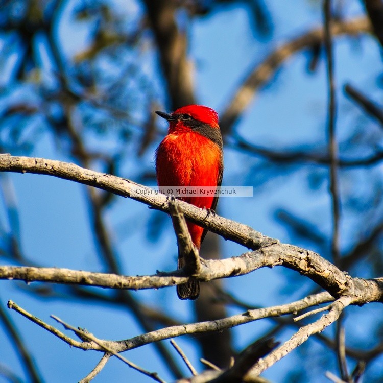 Zoro Redbird