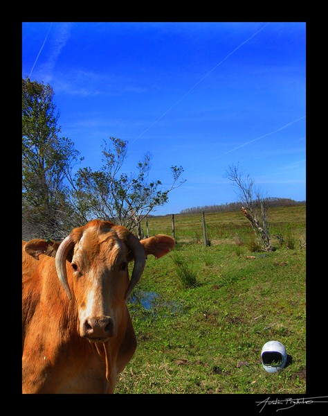 Toro