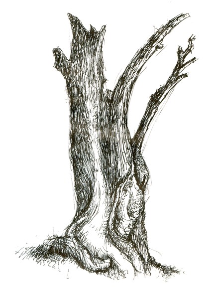 amputree