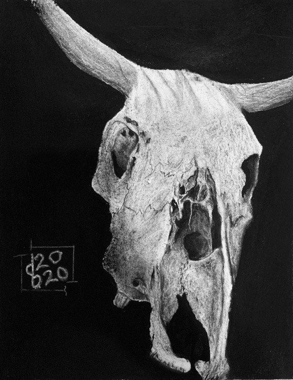 Cow skull 2