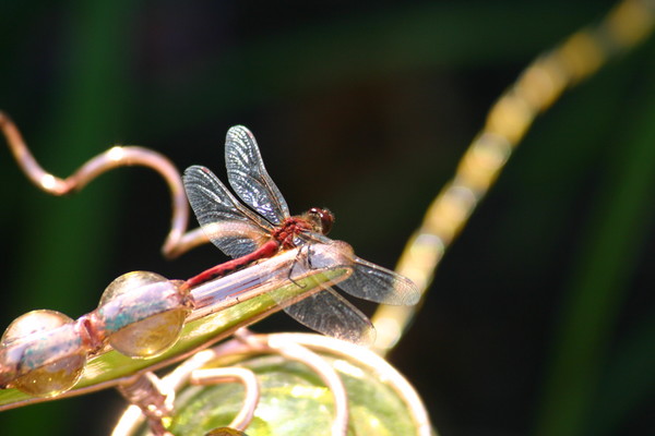 Dragonfly 